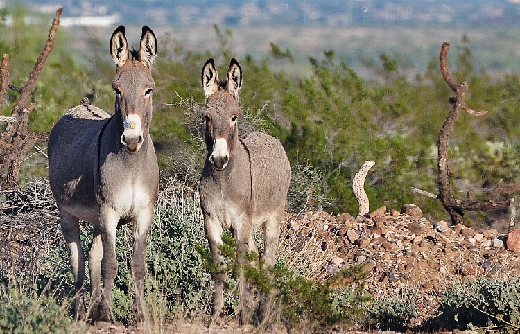 two burros
